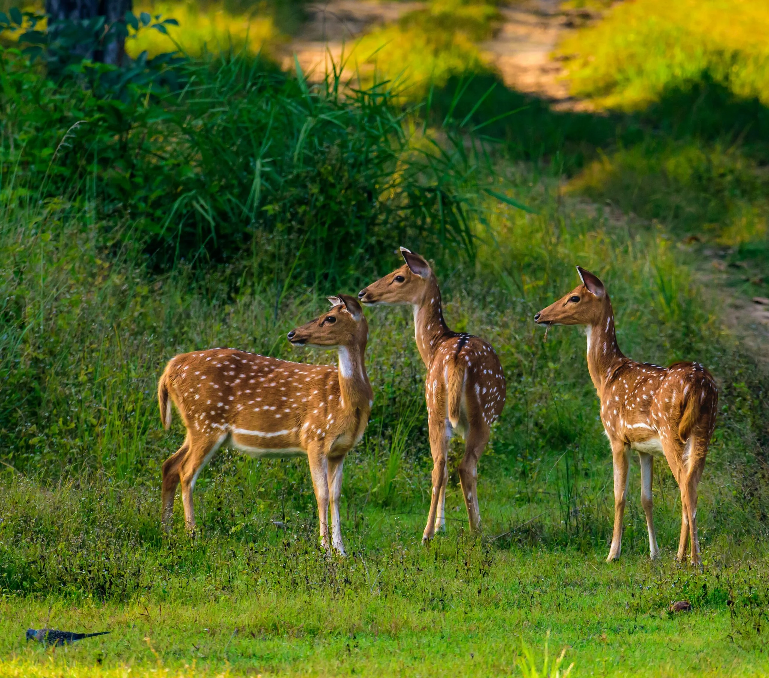 Udawalawe Wild Elephant Wilderness