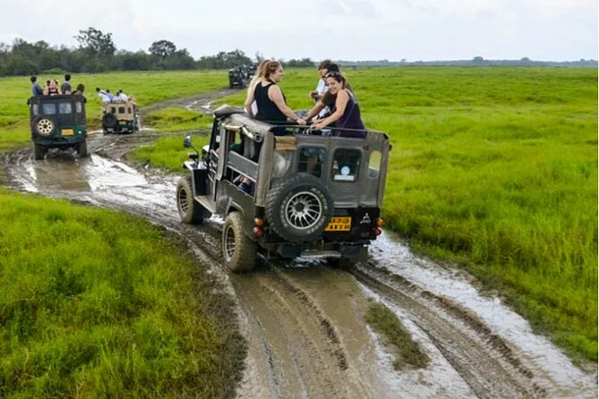 Kaudulla Wild Elephant Safari Drive