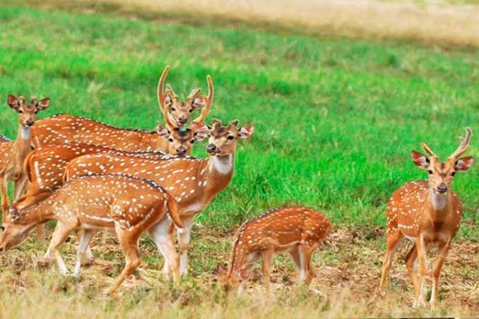Nature & Safari Experience