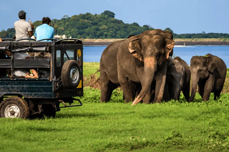 Yala Leopard Safari Expedition