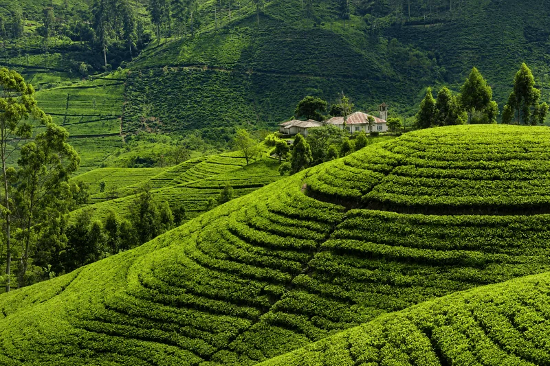 Nuwara Eliya Tea Gardens