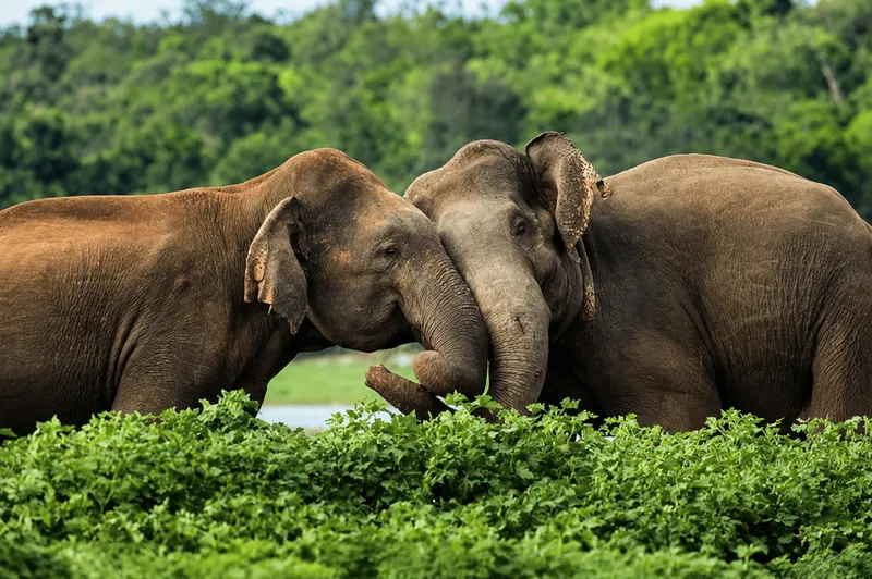 Udawalawe Wild Elephant Herd Safari